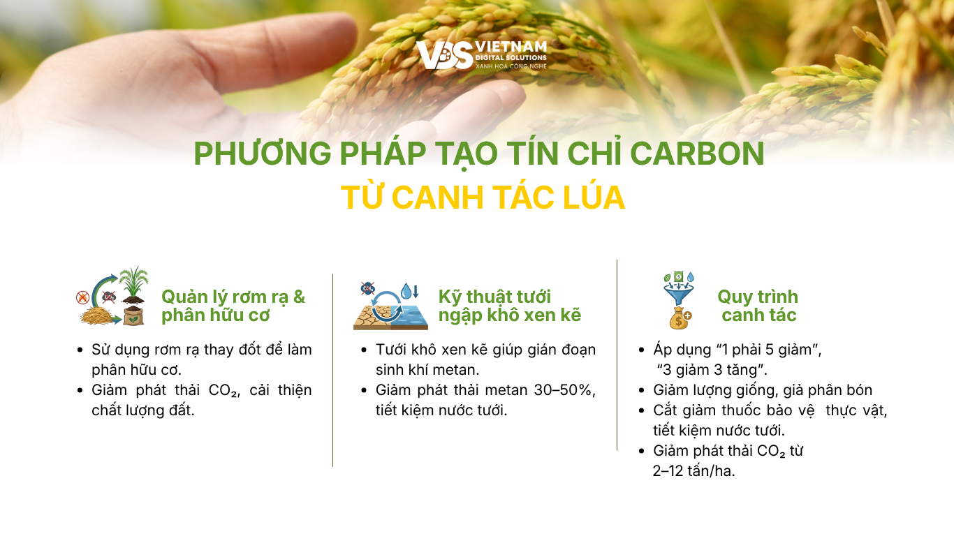 phuong-phap-tao-tin-chi-carbon-tu-canh-tac-lua